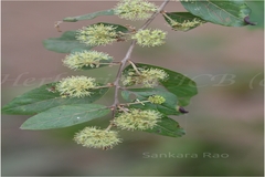 Anogeissus acuminata